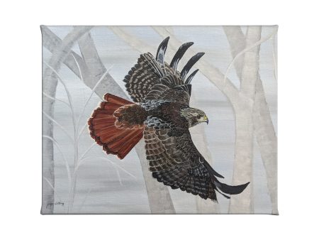 Red Tailed Hawk Taking Flight - 16  x 20.5  Gallery Wrapped Canvas Discount