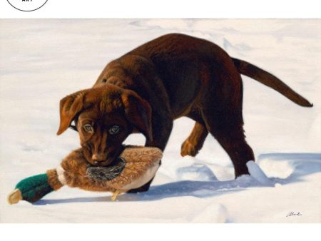 Pounce—Chocolate Lab Sale