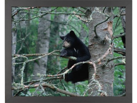 Black Bear Cub - Art Prints For Discount