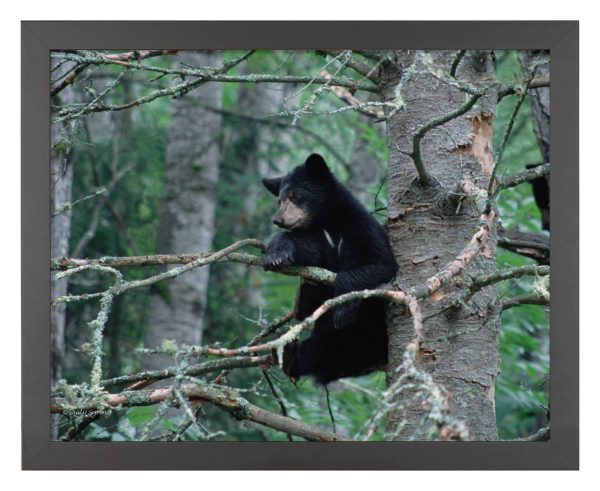 Black Bear Cub - Art Prints For Discount