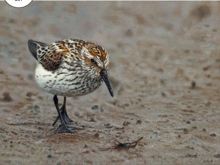 Beachcomber—Sandpiper Online