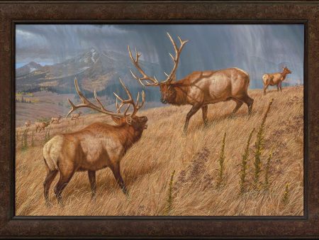 Storm Brewin —Elk - 29.5  x 41.5  Framed Gallery Canvas Supply