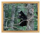 Black Bear Cub - Art Prints For Discount