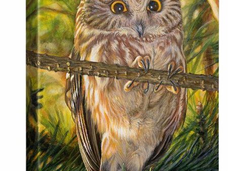 Who, Me?—Northern Saw-whet Owl Hot on Sale