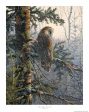 Boreal Twilight-Great Grey Owl Online now