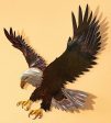 Majestic Bald Eagle Discount