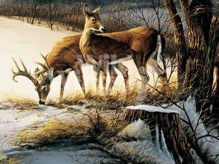 On the Alert—Whitetail Deer - Pinnacle Print Online