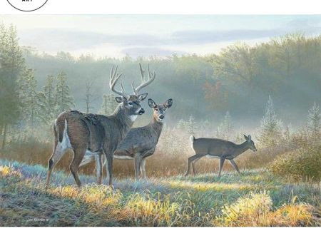 Deer Dreaming—Whitetail Deer Online Hot Sale