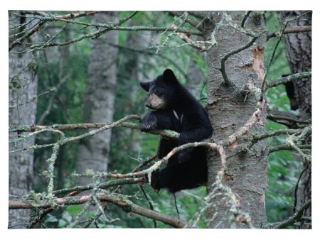 Black Bear Cub - 13  x 18  Gallery Wrapped Canvas Online Hot Sale