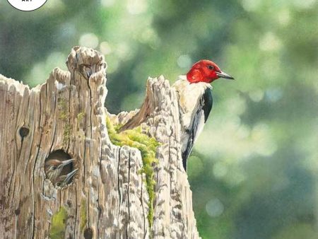 Red—headed Woodpecker Family Supply