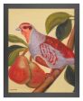 Partridge In Pear Tree_Art Prints For Sale