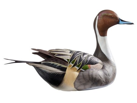 Swan Lake - Pintail Online now