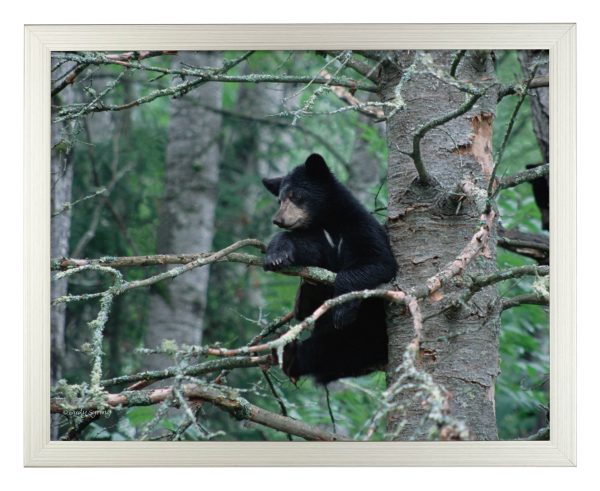 Black Bear Cub - Art Prints For Discount