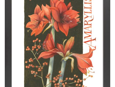 Amaryllis_Art Prints on Sale