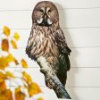 Great Gray Owl Supply