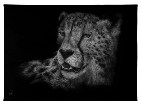 Cheetah - 13  x 18  Gallery Wrapped Canvas For Discount