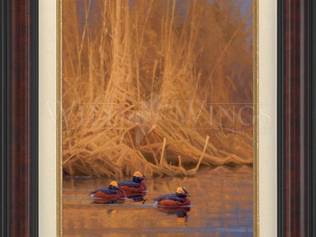 Spring Royals—Horned Grebes; Artist Proof Edition (AP) Fashion