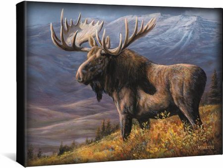 Cooper Moose - 13  x 18  Gallery Wrapped Canvas For Discount