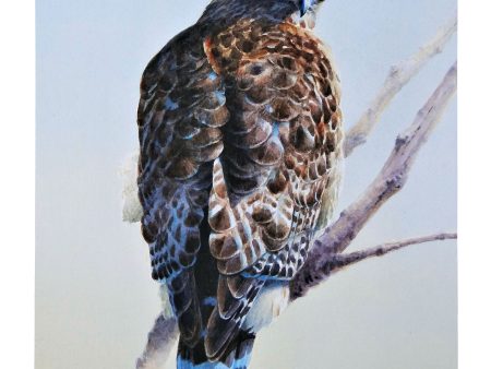 Red Shouldered Raptor - 18  x 13  Gallery Wrapped Canvas Online