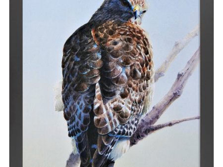 Red Shouldered Raptor_Art Prints Hot on Sale