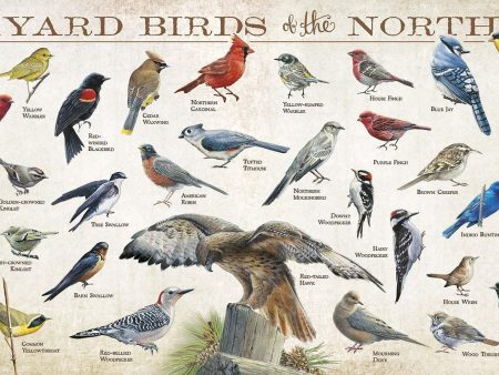 Backyard Birds of the Northeast Online Sale