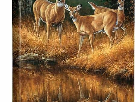 Whitetail Reflections - 18  x 13  Gallery Wrapped Canvas Cheap