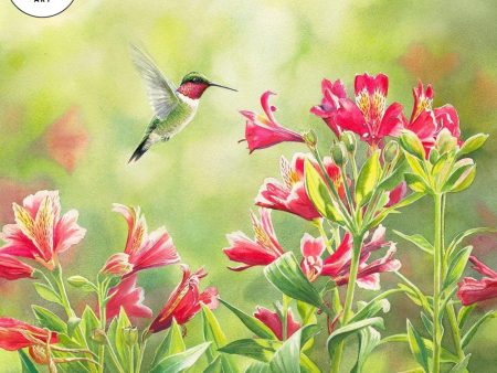 Rubythroat & Freesias Sale