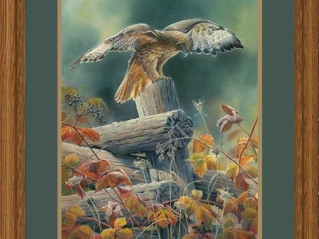 Touchdown—Red—tailed Hawk - Limited Edition Paper For Discount