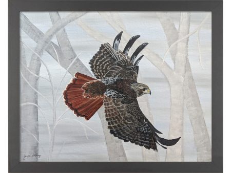 Red Tailed Hawk Taking Flight_Art Prints For Cheap