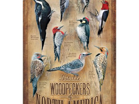 Backyard Woodpeckers of North America Online Hot Sale