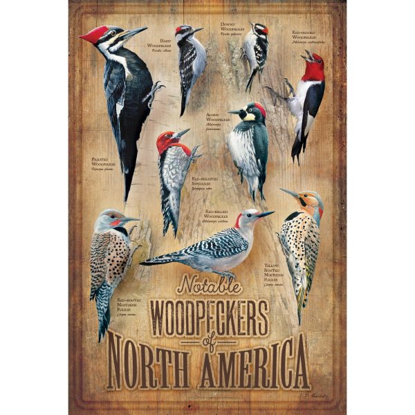 Backyard Woodpeckers of North America Online Hot Sale