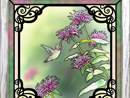 Calliope Hummingbird in Bee Balm Online