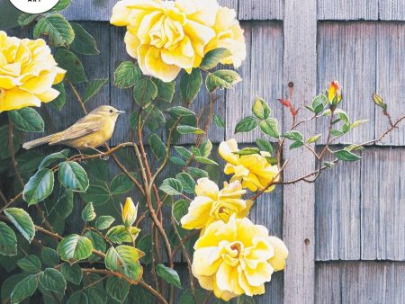 Yellow Roses—Warbler Cheap