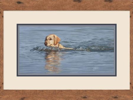 Yellow Lab Swimming - Paper Print For Sale