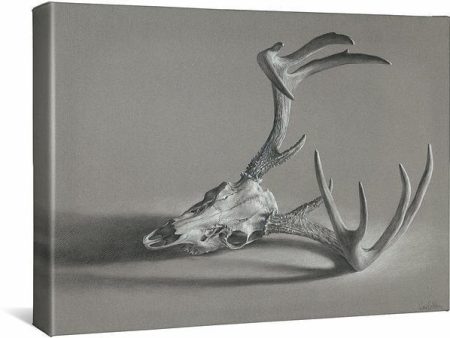 Whitetail Deer Skull Cheap