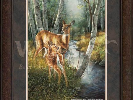 Birch Creek—Whitetail Deer - GNA Premium Print on Sale