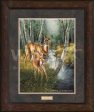 Birch Creek—Whitetail Deer - GNA Premium Print on Sale