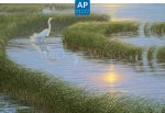 Evening Solitude—White Egret; Artist Proof Edition (AP) For Discount