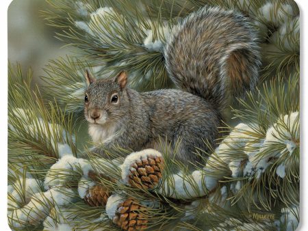 Gray Squirrel Sale