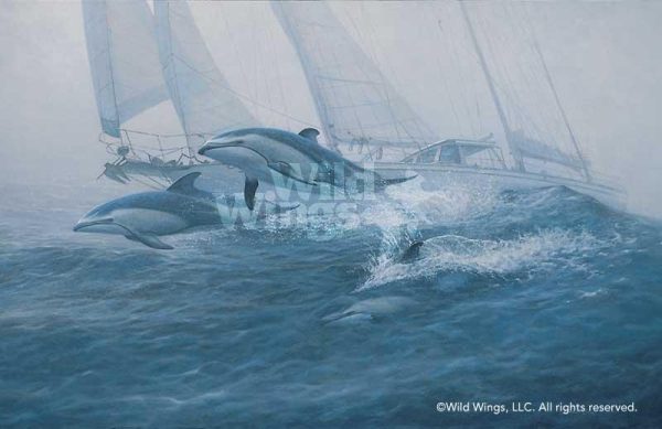 Bow Riders - Pacific White-sided Dolphin - Limited Edition Paper For Cheap