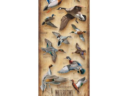 Common Waterfowl of North America For Discount