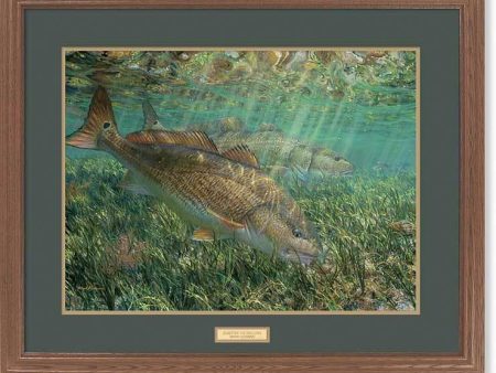 Searching the Shallows - GNA Premium Print Cheap