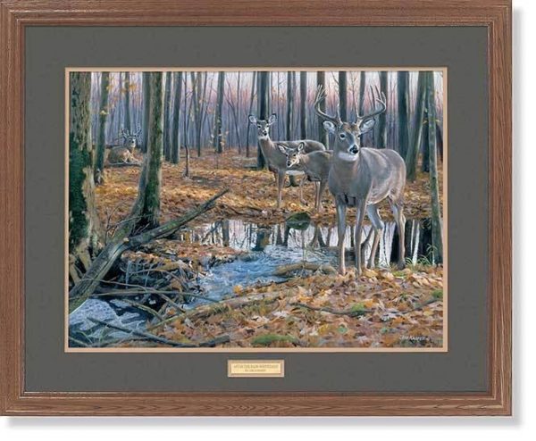 After the Rain—Whitetail Deer - GNA Premium Print For Discount