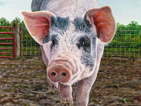 *Original* Oink by Rollie Brandt 20  x 16  Online Hot Sale