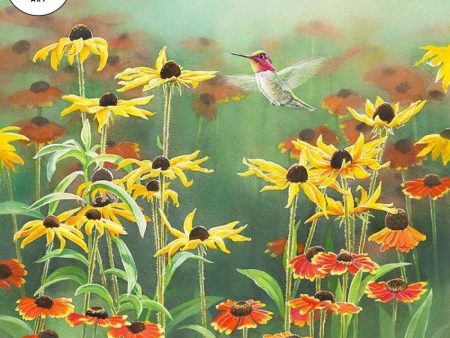 Anna s Hummingbird in Blackeyed Susans For Discount