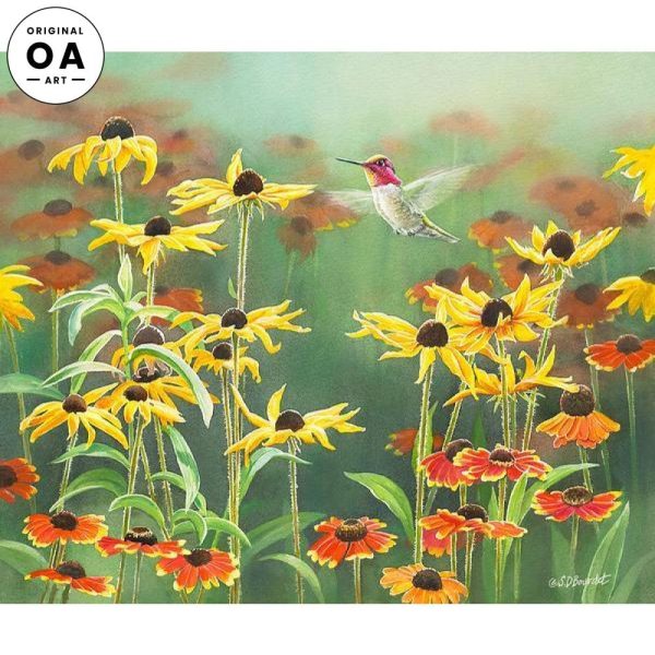 Anna s Hummingbird in Blackeyed Susans For Discount