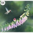 Anna s Hummingbird in Foxglove Online Hot Sale