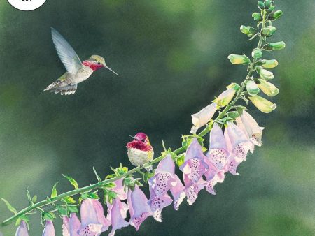 Anna s Hummingbird in Foxglove Online Hot Sale