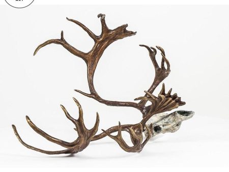 Caribou Skull Sale