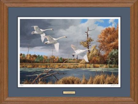 Autumn at Baker - Trumpeter Swans - Limited Edition Paper Online now